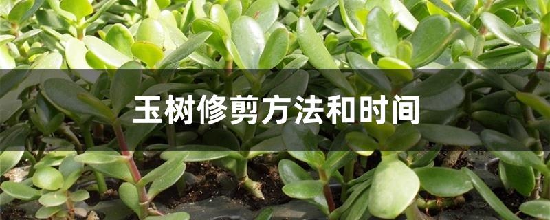 玉树修剪方法和时间 玉树修剪方法和时间