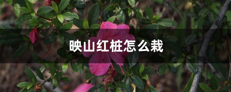 映山红桩怎么栽 映山红桩怎么栽