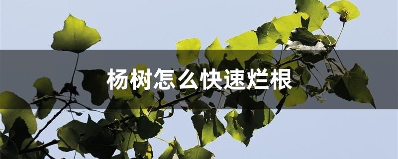 杨树怎么快速烂根 杨树怎么快速烂根