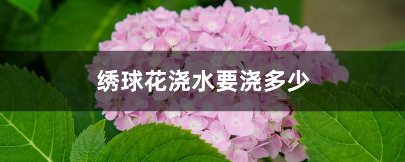 绣球花浇水要浇多少 绣球花浇水要浇多少
