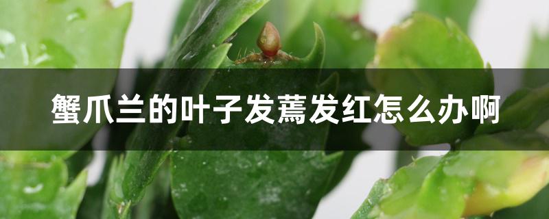 蟹爪兰的叶子发蔫发红怎么办啊 蟹爪兰的叶子发蔫发红怎么办啊