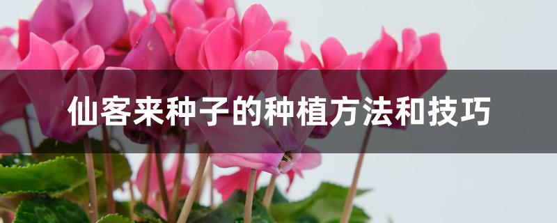 仙客来种子的种植方法和技巧 仙客来种子的种植方法和技巧