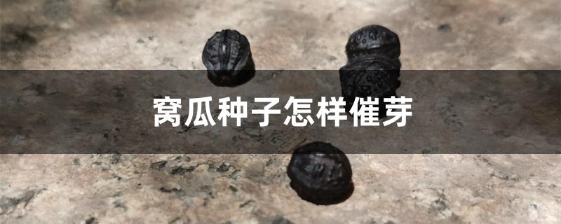 窝瓜种子怎样催芽 窝瓜种子怎样催芽