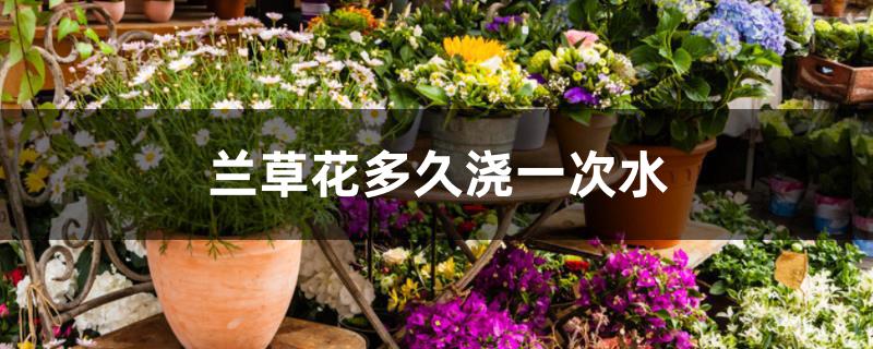 兰草花多久浇一次水 兰草花多久浇一次水