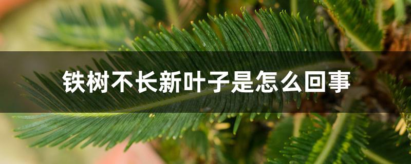 铁树不长新叶子是怎么回事 铁树不长新叶子是怎么回事