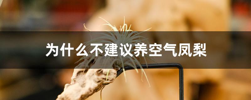 为什么不建议养空气凤梨 为什么不建议养空气凤梨