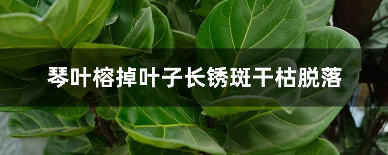 琴叶榕掉叶子长锈斑干枯脱落 琴叶榕掉叶子长锈斑干枯脱落