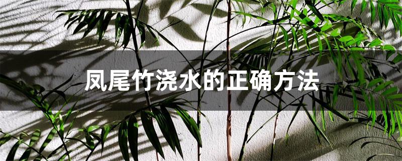 凤尾竹浇水的正确方法 凤尾竹浇水的正确方法