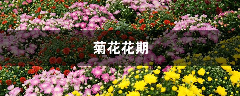 菊花花期 菊花花期