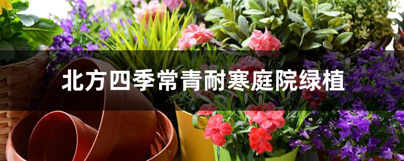 北方四季常青耐寒庭院绿植 北方四季常青耐寒庭院绿植
