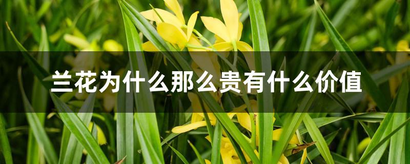 兰花为什么那么贵有什么价值 兰花为什么那么贵有什么价值