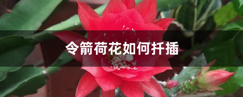令箭荷花如何扦插 令箭荷花如何扦插