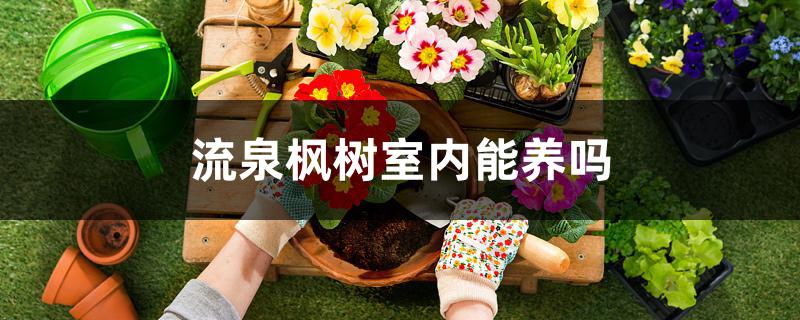 流泉枫树室内能养吗 流泉枫树室内能养吗