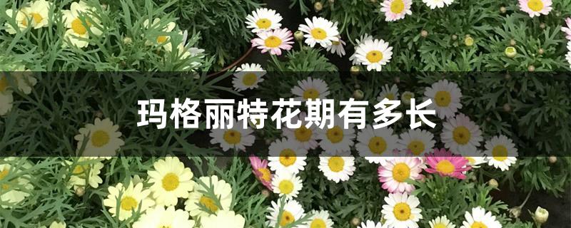 玛格丽特花期有多长 玛格丽特花期有多长