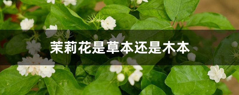 茉莉花是草本还是木本 茉莉花是草本还是木本
