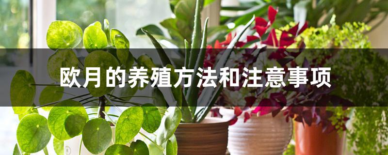 欧月的养殖方法和注意事项 欧月的养殖方法和注意事项