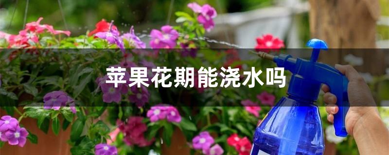 苹果花期能浇水吗 苹果花期能浇水吗