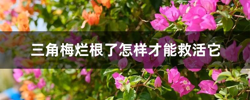 三角梅烂根了怎样才能救活它 三角梅烂根了怎样才能救活它