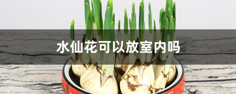 水仙花可以放室内吗 水仙花可以放室内吗