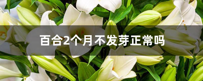 百合2个月不发芽正常吗 百合2个月不发芽正常吗