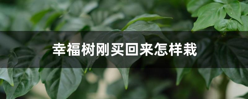 幸福树刚买回来怎样栽 幸福树刚买回来怎样栽