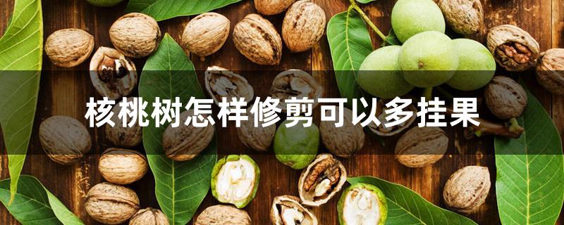 核桃树怎样修剪可以多挂果 核桃树怎样修剪可以多挂果