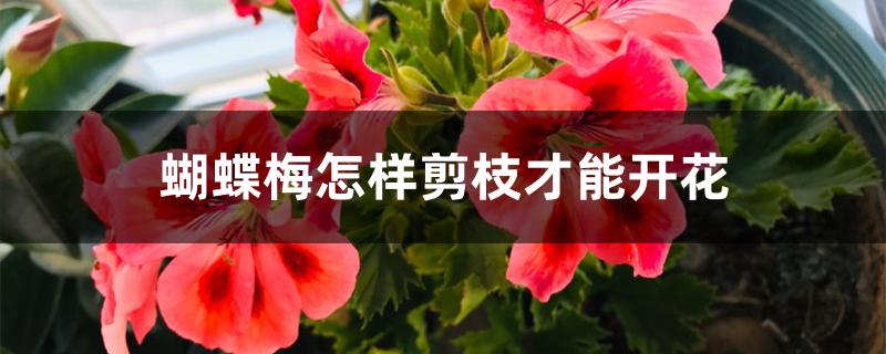 蝴蝶梅怎样剪枝才能开花 蝴蝶梅怎样剪枝才能开花