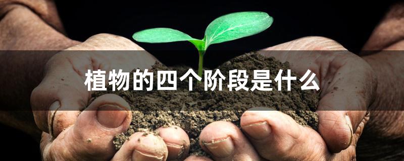 植物的四个阶段是什么 植物的四个阶段是什么