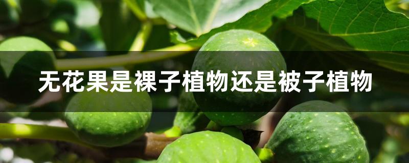 无花果是裸子植物还是被子植物 无花果是裸子植物还是被子植物