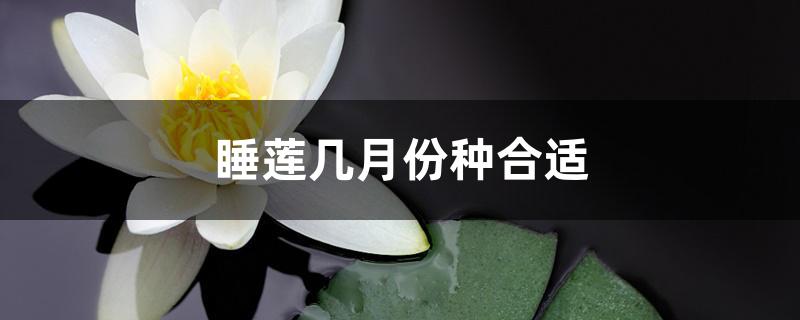 睡莲几月份种合适 睡莲几月份种合适