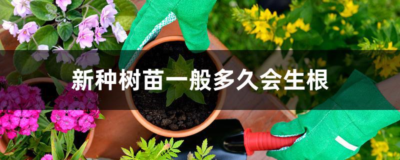 新种树苗一般多久会生根 新种树苗一般多久会生根