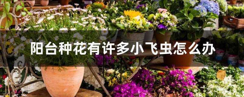 阳台种花有许多小飞虫怎么办 阳台种花有许多小飞虫怎么办