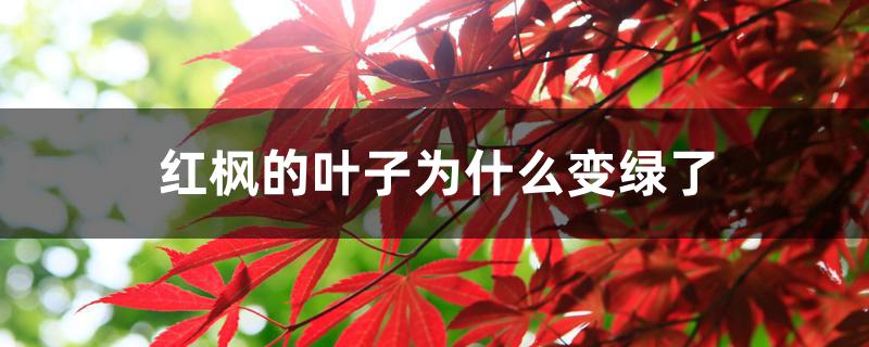 红枫的叶子为什么变绿了 红枫的叶子为什么变绿了
