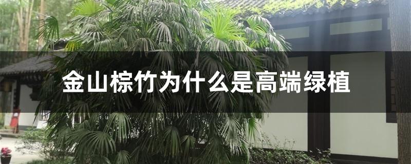 金山棕竹为什么是高端绿植 金山棕竹为什么是高端绿植