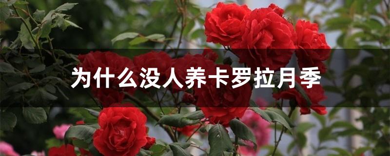 为什么没人养卡罗拉月季 为什么没人养卡罗拉月季