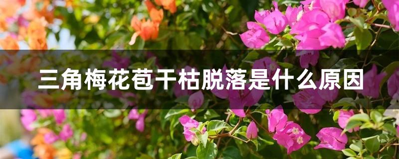 三角梅花苞干枯脱落是什么原因 三角梅花苞干枯脱落是什么原因