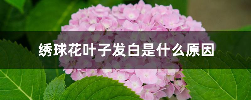 绣球花叶子发白是什么原因? 绣球花叶子发白是什么原因?