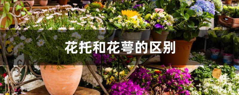 花托和花萼的区别 花托和花萼的区别