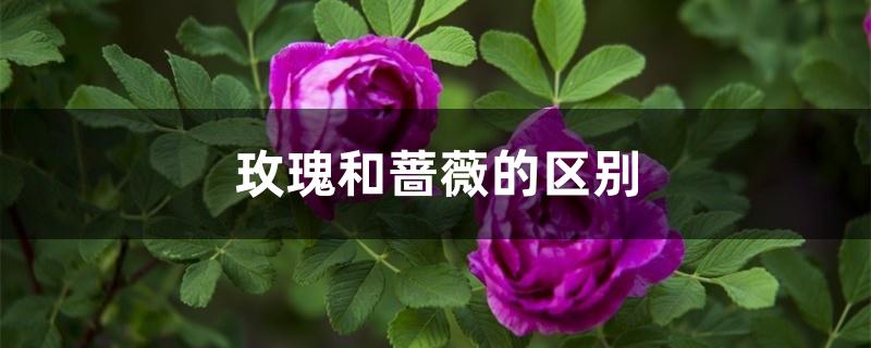 玫瑰和蔷薇的区别 玫瑰和蔷薇的区别