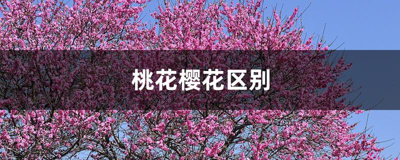桃花樱花区别 桃花樱花区别