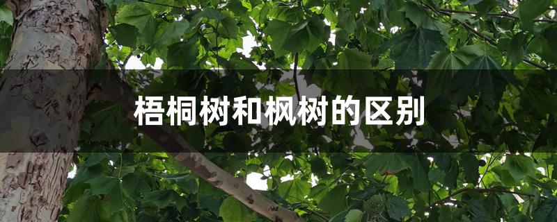 梧桐树和枫树的区别 梧桐树和枫树的区别