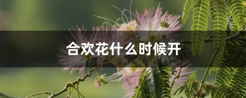 合欢花什么时候开 合欢花什么时候开