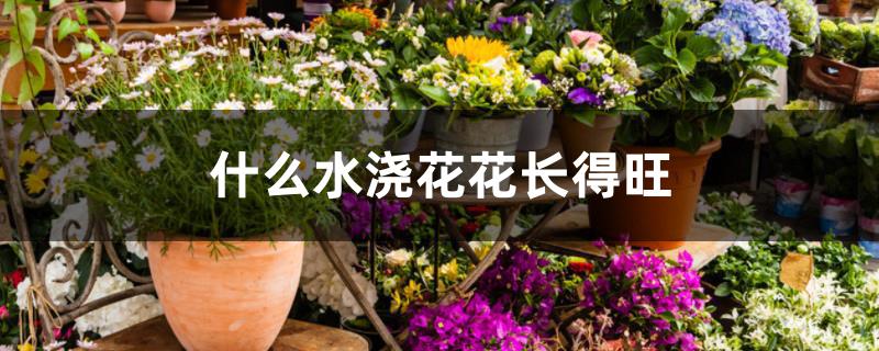 什么水浇花花长得旺 什么水浇花花长得旺