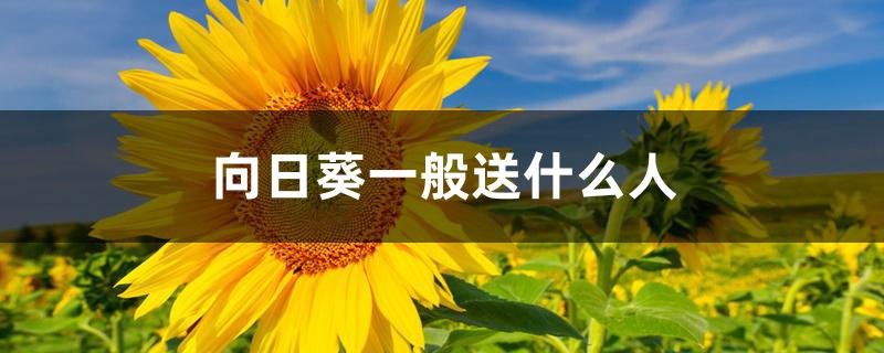 向日葵一般送什么人 向日葵一般送什么人