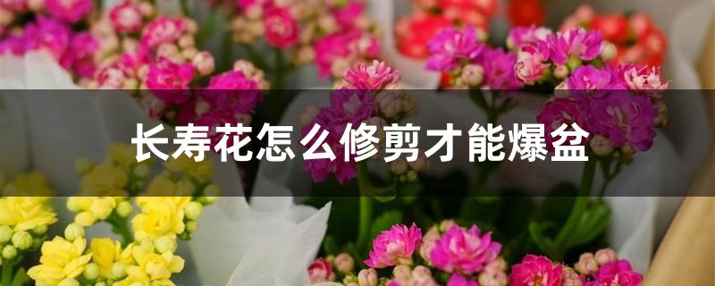 长寿花怎么修剪才能爆盆 长寿花怎么修剪才能爆盆