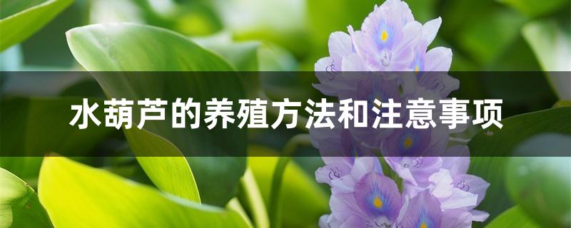 水葫芦的养殖方法和注意事项 水葫芦的养殖方法和注意事项