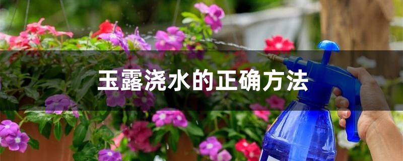 玉露浇水的正确方法 玉露浇水的正确方法