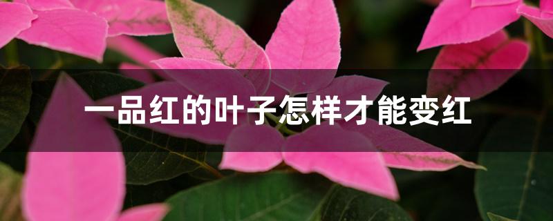 一品红的叶子怎样才能变红 一品红的叶子怎样才能变红