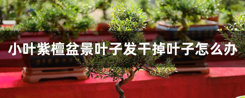 小叶紫檀盆景叶子发干掉叶子怎么办 小叶紫檀盆景叶子发干掉叶子怎么办