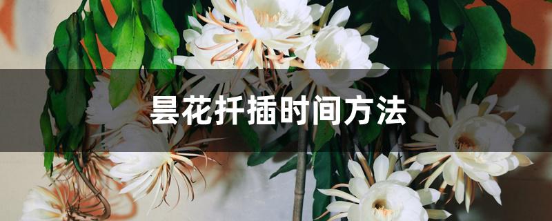 昙花扦插时间方法 昙花扦插时间方法